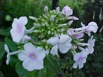 Phlox paniculata 