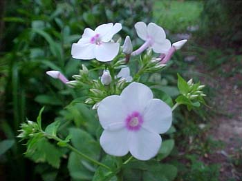 Phlox paniculata 