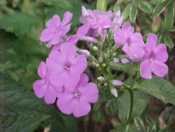 Phlox paniculata 