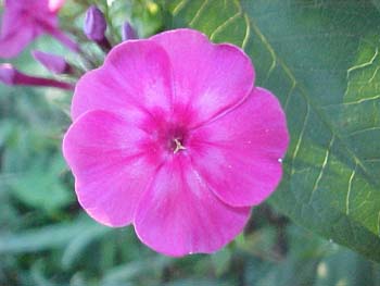 Phlox paniculata 