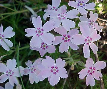 Phlox subulata 