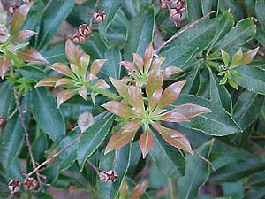 Pieris japonica 