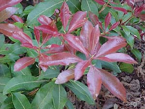 Pieris japonica unknown