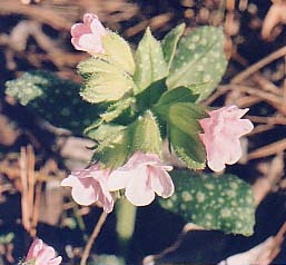 Pulmonaria 'Pierre's Pure Pink'