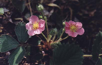 Fragaria frel 'Pink Panda'