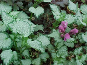 Lamium maculatum 'Pink Pewter'