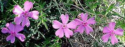 Phlox subulata 