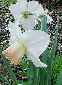 Narcissus 'Pink Pride'