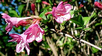 Weigela florida 