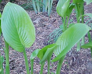 Hosta plantiginea (species)