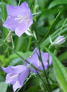 Platycodon 'Fugi Blue'