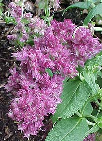 Salvia nemorosa 'Plumosa'