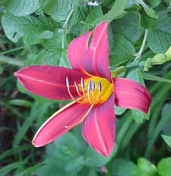 Hemerocallis 'Poinset'