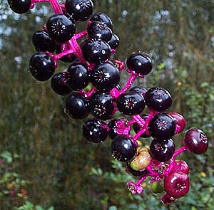 Phytolacca americanum 