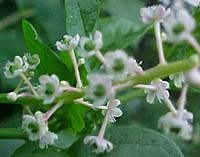 Phytolacca americanum 