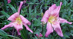 Hemerocallis 'Popover'