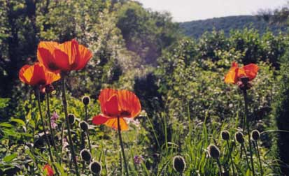 Papaver orientalis 