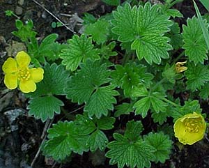 Potentilla fragiforma 