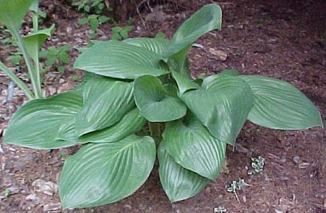 Hosta 'Potomac Pride'