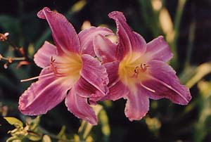 Hemerocallis 'Prarie Blue Eyes'