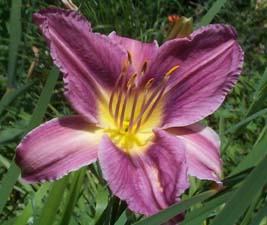 Hemerocallis 'Prarie Blue Eyes'