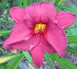 Hemerocallis 'Prarie Chief'