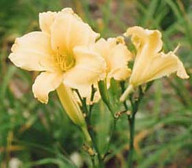 Hemerocallis 'Pride of Ireland'