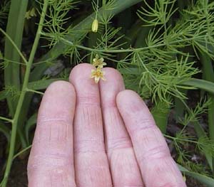 Asparagus officinalis pseudosaber 