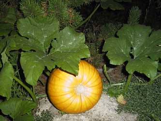 Cucurbita pepo Seedlings