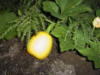 Cucurbita pepo 'Big Max'