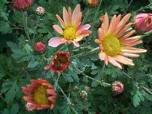 Dendranthemum syn. Chrysanthemum 'Pumpkin Harvest'