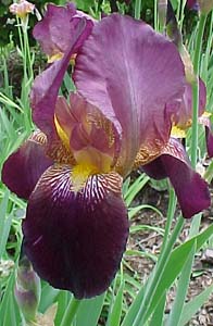 Iris germanica 