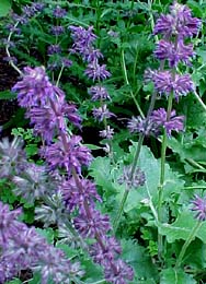 Salvia verticillata 'Purple Rain'