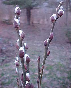 Salix discolor 