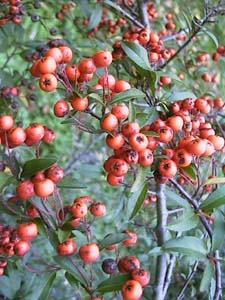 Pyracantha 'Mojave'