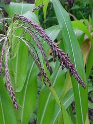 Zea mays 'Quadricolor'