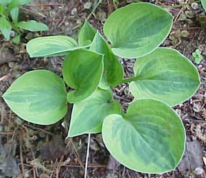 Hosta 'Radiant Edger'