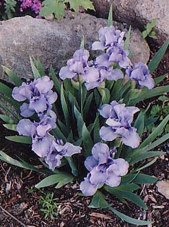 Iris pumila 'Rain Dance'