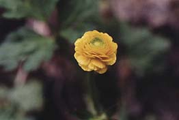 Ranunculus repens 'Flore Pleno'