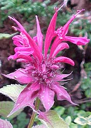 Monarda didyma 'Raspberry Wine'