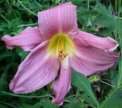 Hemerocallis 'Rebel'