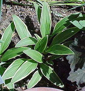 Hosta rectifolia 'Chionea'