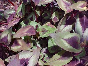 Persicaria microcephalu 'Red Dragon'