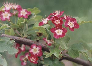 Crataegus laevigata 'Crimson Cloud'