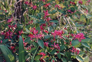 Lonicera tartarica 'Arnold's Red'