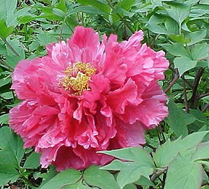 Paeonia suffruticosa 'Red' (according to nursery tag)