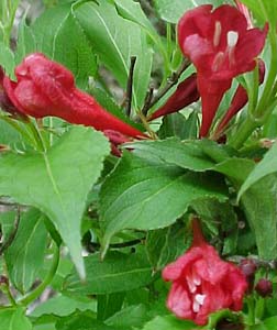 Weigela florida 'Red Prince'