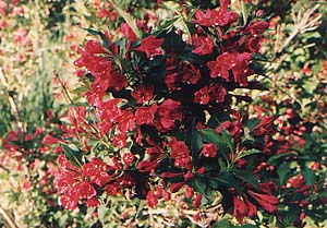 Weigela florida 'Red Prince'