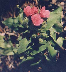 Pulmonaria rubra 'Red Start'