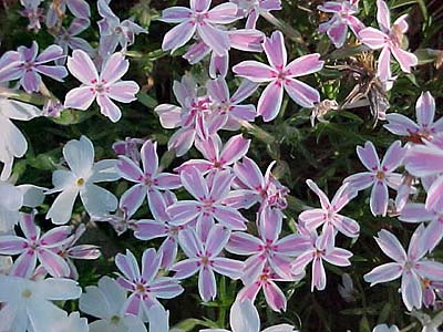 Phlox subulata 'Red Wing'